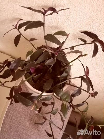 Gibasis Jose Puig-каллизия, вид традесканции