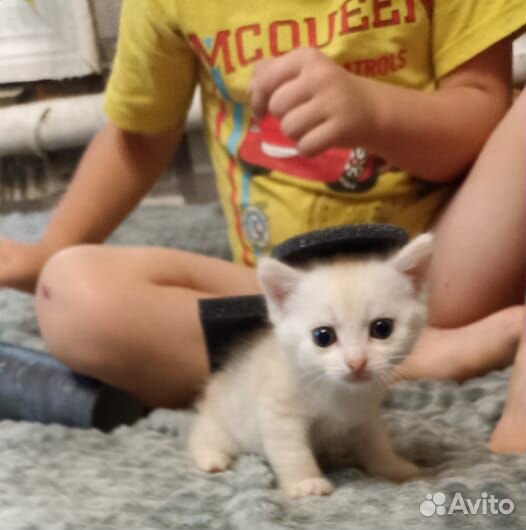 Котята в добрые руки