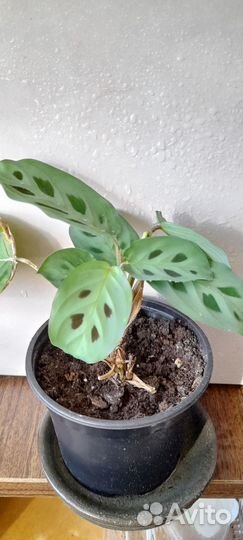 Домашние растения цветы