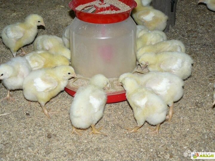 Цыплята бройлеры