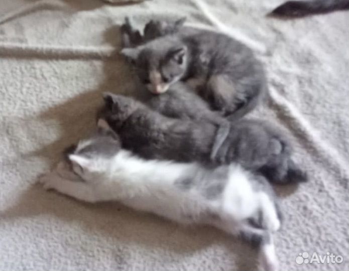 Котятки в добрые руки