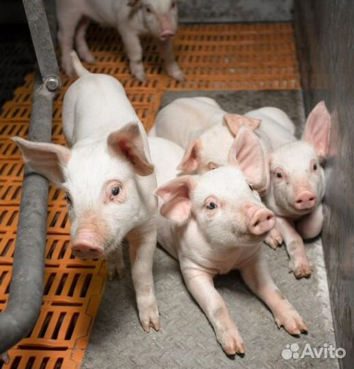 Работа разнорабочим на свиноферму