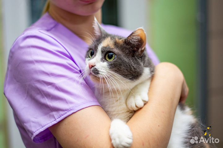 Плюша ищет дом