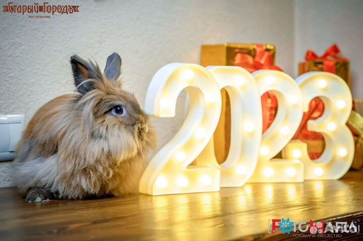 Продам кролика