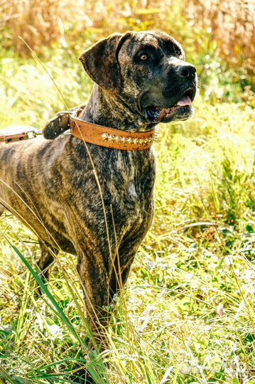 Алано Эспаньол