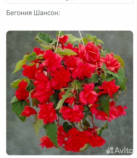 Бегония Шансон(красная)