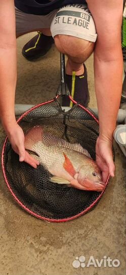 Рыба Телапия, теляпия маточное стадо