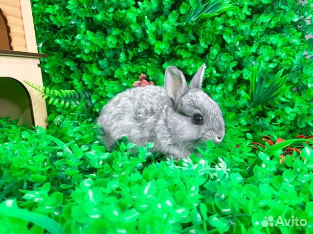 Вислоухий карликовый кролик - супер мини объявление продам