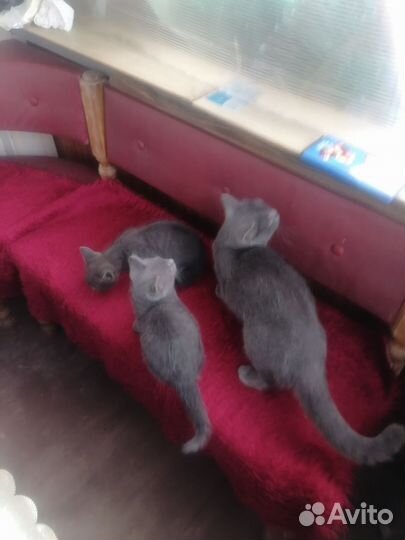 Котята будущие мышеловы