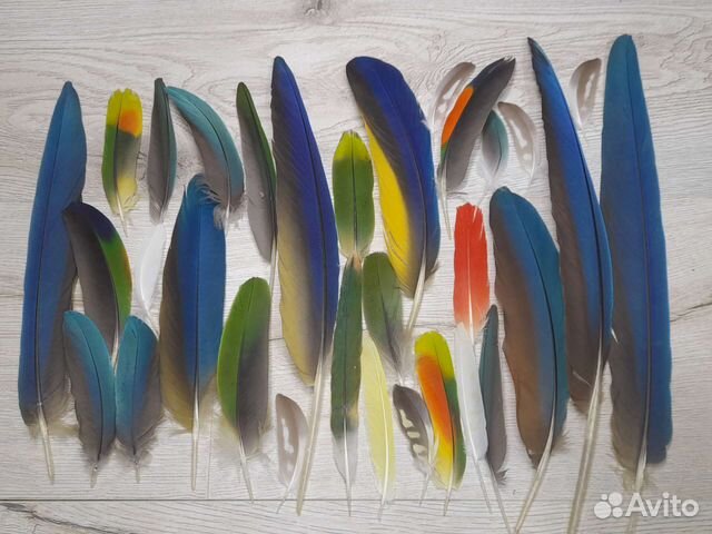 Перья попугая