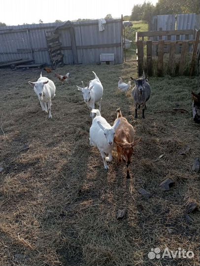 Зааненские козы дойные