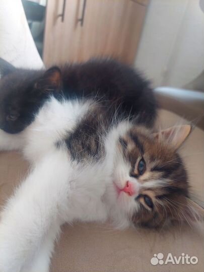 Отдам в добрые руки