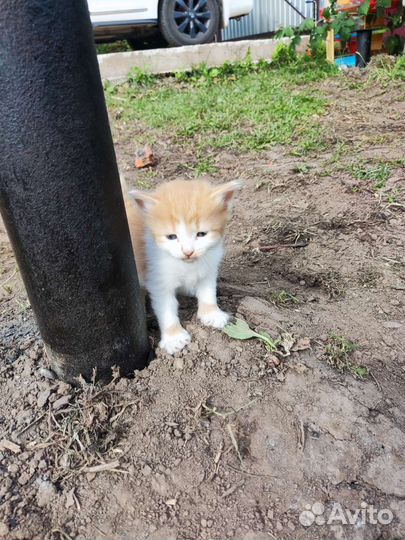 Котята мама британка