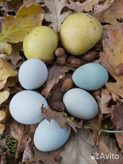Яйца от племенных кур Лакиданзи на инкубацию