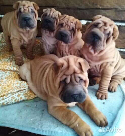 Щенки шарпея