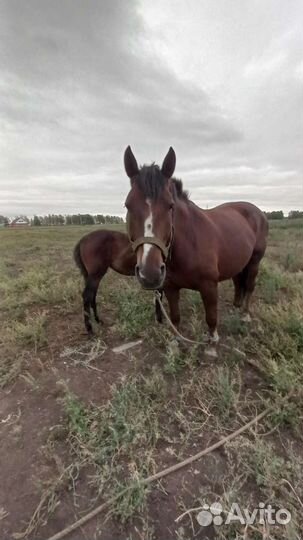 Кобылы с жеребенком
