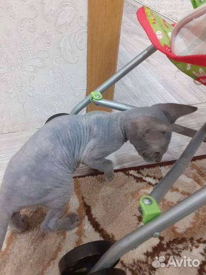 Котята сфинкс