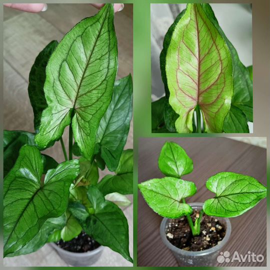 Сингониумы