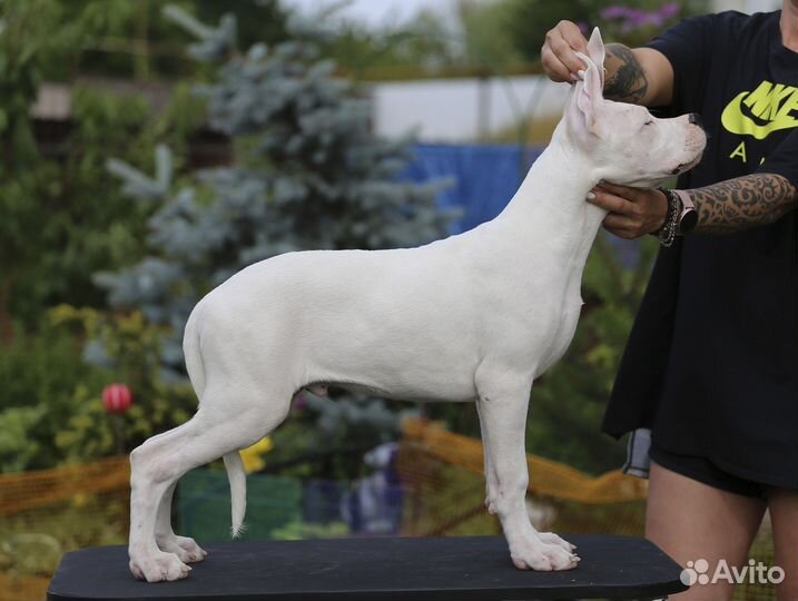 Щенки аргентинского дога