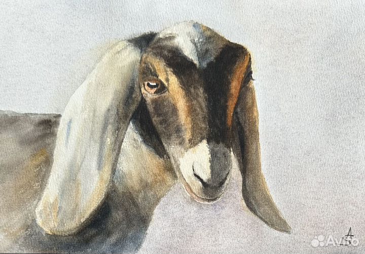 Картина акварель «Нубийская коза»