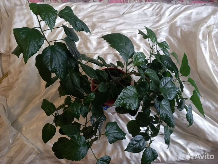 Продам Гибискус