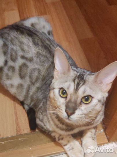 Бенгальский кот на вязку