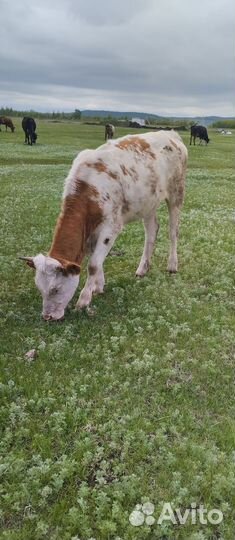 Телка.сементал 1год 5