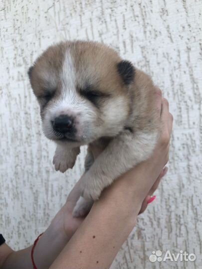 Собака акита ину