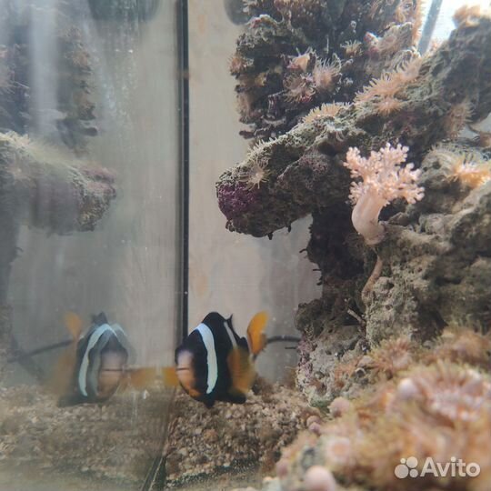 Морской аквариум