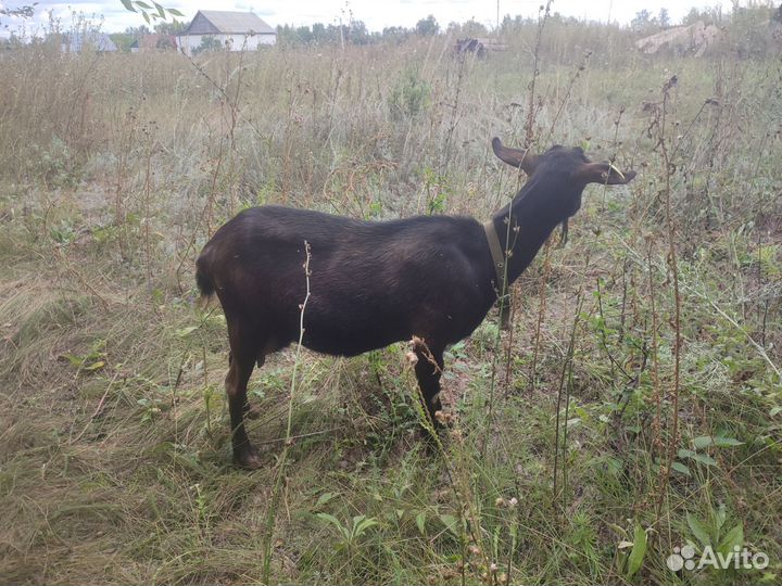 Коза дойная