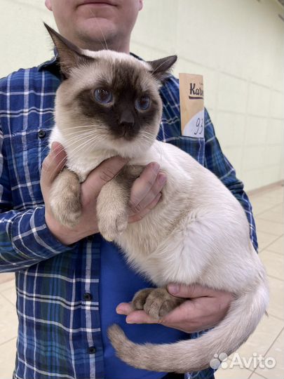 Тайский кот на вязку