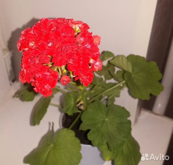 Пеларгония розовидная(герань) обмен