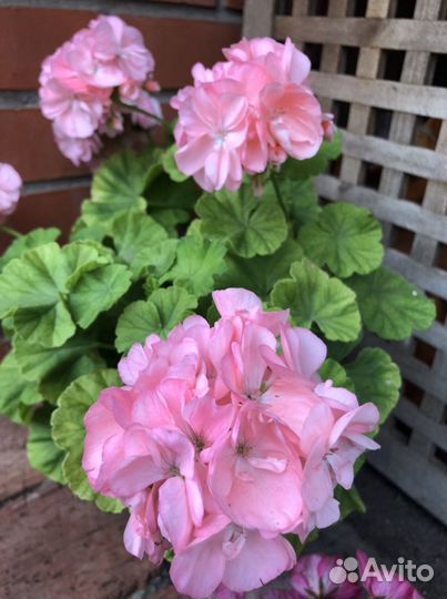 Пеларгонии сортовые