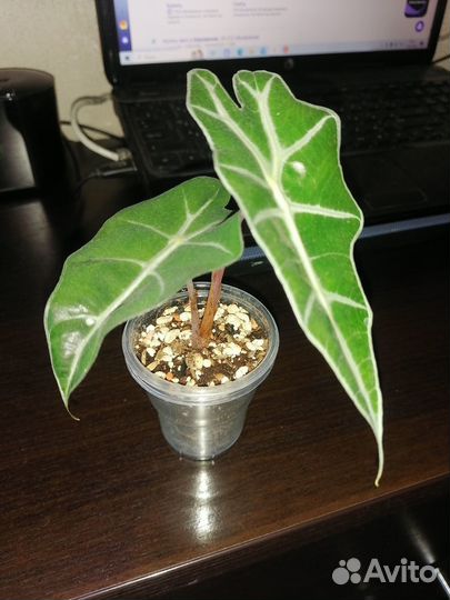 Алоказия регал шилдс, полли