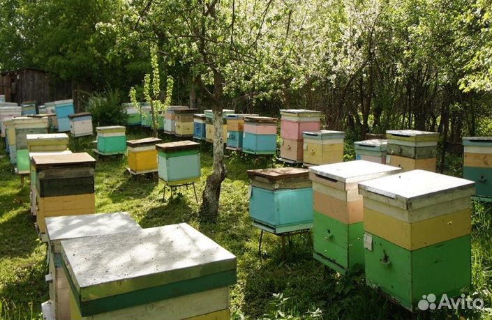 Мед натуральный с Алтая опт минимально 16 кг