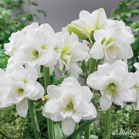 Гиппеаструм амариллис