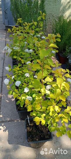 Спирея олеандр саженцы