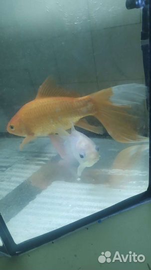 Аквариумные декорации и рыбки