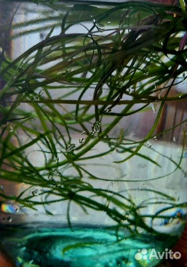 Аквариумные растения прополка