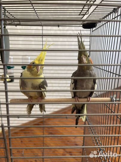 Попугай с клеткой