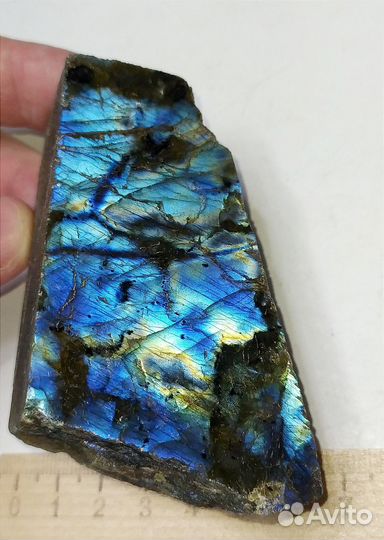 Лабрадор сине-голубой