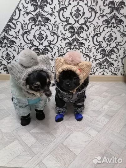 Шапочка для собаки