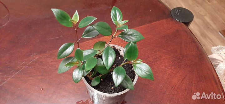 Гипоцирта - золотая рыбка в горшке