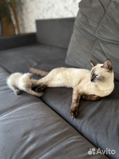 Тайская кошка в добрые руки