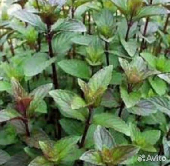 Мята перечная