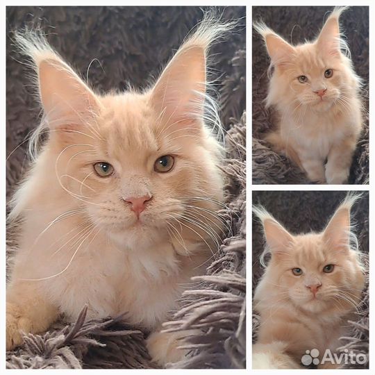 Крутой котенок мейн кун