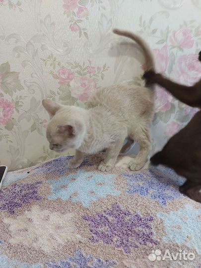 Бурманский котенок