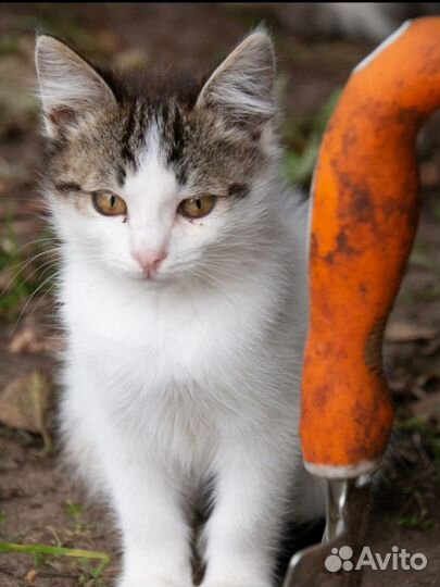 Котенок ищет дом