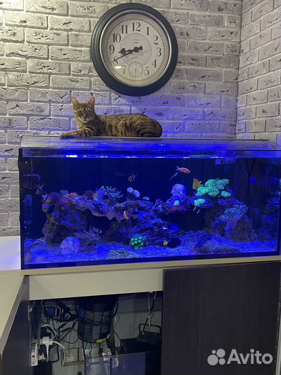 Морской аквариум с рыбками