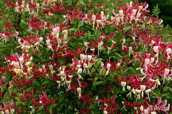 Жимолость Серотина, Брауна, Американа